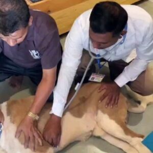 Tassnim Sheikh Instagram - Update on St Bernard Simba
Location Pratiksha Farm 

Following The Video Shared By Reporter Radhika Pradhan, 
Animal Activists @xavierbernardsantiago and Ritesh Mehrol From Thane on Behalf of PAL Foundation Went to Visit the Resort at Bhivpuri 

They immediately Called Upon 2 Veterinary Doctors on Site for a Thorough Examination of Simba 
Dr. Babasaheb Gudade ( The Heritage Veterinary Hospital Neral ) and Livestock Development Officer ( Government of Maharashtra) Mr Kishor Sargar 

Simba Showed No Signs of Fever as His Temperature Was 100.8 Which is Below Normal for a Large Breed Dog 

His Blood Samples Have Been Collected For LFT, RFT, CBC and Sugar 
His Heart Rate Was Monitored at 80/BPM 
His Mucos Membrane Found Pink 
Eyes and Skin Were found to have No Infection 

On 26th April same day of the incident recorded by our reporter. Sagar Shelke who was travelling with family to celebrate his birthday was unaware of the mishandling by his care taker and has been Apologetic since he has known of this incident through the video which went viral he also took full responsibility  of his care takers actions and gave us assurance that such a horrendours mistake shall never in future be repeated as Simbas has been with him since he was a puppy

Also On My instruction Xavier Santiago Took Mr. Shelke to Neral Police Station Requested For an Investigative Probe a formal Complaint Was Lodged, Sagar’s Statement was also Recorded along with a letter of apology on negligence I also  Spoke personally to Incharge of Neral Police Station 

Thank You Xavier Santiago For Immediate Action and Helping Our Voiceless Angels

Regards 
@sudhirkudalkar