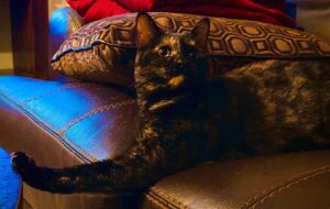 Tawny Cypress Instagram - @riccigrams @dextercypress @bcypress @tdillon33 I caved. I’m here. I’m gonna be terrible at this. Here’s a picture of my right-hand lady, Jolene ❤️