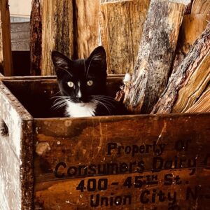 Tawny Cypress Instagram - With too much time off, I collect more animals. This is Franklin.  He’s always dirty. #swankyfwankie #givemeallthekitties
