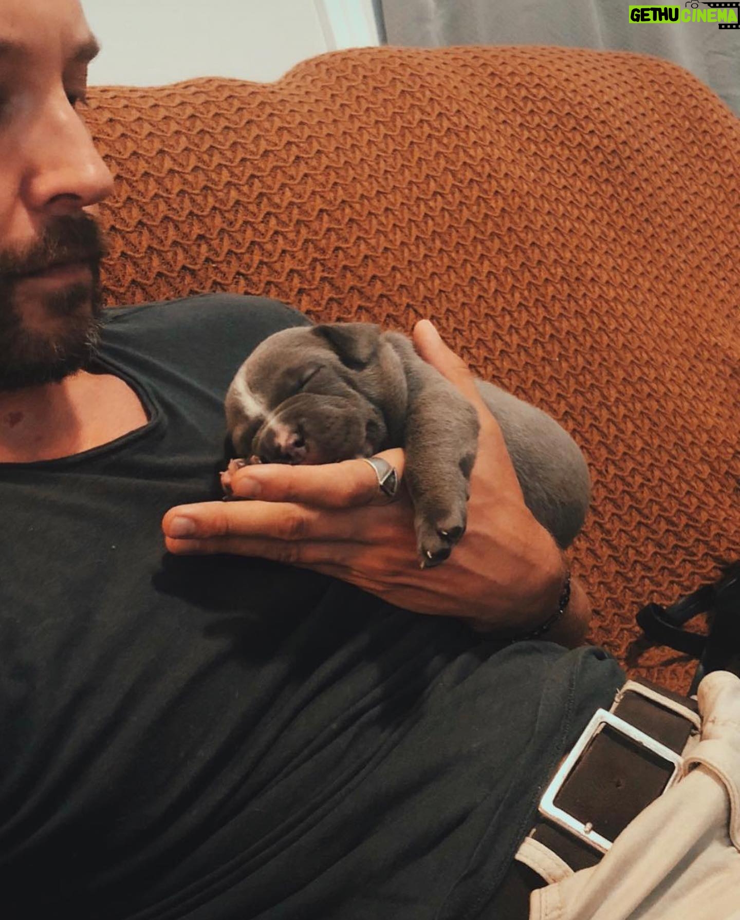 Taylor David - 2.5K Likes - Happy 5th Birthday my love! Who’s a handsome boy. Let’s go for a wanders @wanderbully #tonguesout #bodhipotamus
(Last shot is before he grew his fur out)
