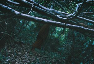 Teetatch Ratanasritai Instagram - ระหว่างทางถ้ำ
#supatipunnofilm 
#fujixtra400