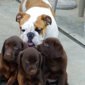 Telma Hopkins Instagram - Piper stop photo bombing! You already have a home! #I thought they were for me!