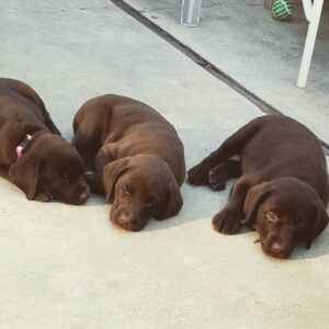 Telma Hopkins Instagram - Time for a nap. These humans are crazy! #zzzzzz