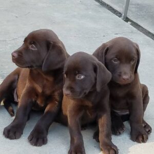 Telma Hopkins Instagram - Mine! All Mine!! Okay, not really... But the breeders have AKC Labrador Retrievers puppies - yellows, blacks & chocolates...males & females.  Champion lines, parents health tested. Pups; health records, vet check & microchip.
Ken or Carol @ (760)574-6861.
They're the best! #Love those fur babies