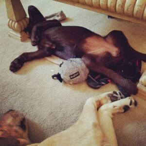 Telma Hopkins Instagram - It's hard out here for a pup!
#whoneedsapillow?#nappingwithmysister @telma_hopkins