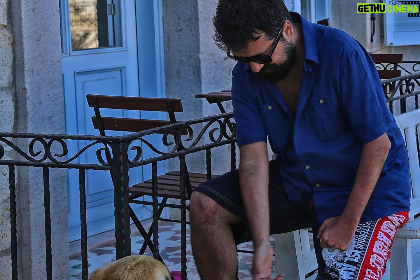 Temmuz Karikutal - 1.1K Likes - Kafasının ucu görünse de asalet kendini belli ediyor 🔥 #goldenretriever