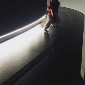 Teppei Koike Instagram - 公演中ずっと僕を支えてくれてたトレーナーさんが知らないうちに撮ってくれてた。笑
蒼柴戦前の軽いアップ動画。
よければどうぞ。

#トレーナーさん無しでは全公演無理だった