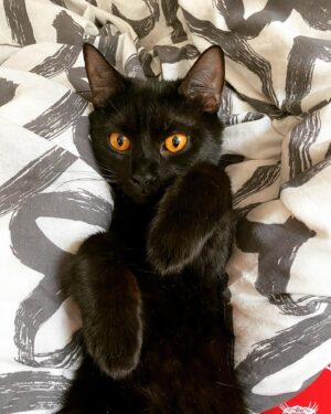 Tereza Těžká Instagram - Boruta
#myfavouritecat #cat #blackcat #ahojjmenujiseboruta