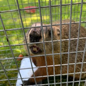 Tess Gerritsen Instagram - Look what I caught raiding my vegetable garden. A very fat, very angry woodchuck. He’s been relocated far, far away.