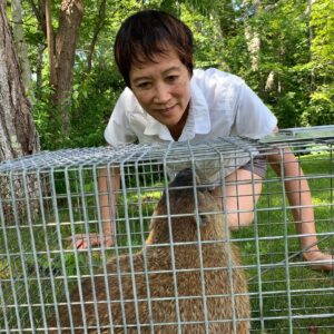 Tess Gerritsen Instagram - Look what I caught raiding my vegetable garden. A very fat, very angry woodchuck. He’s been relocated far, far away.
