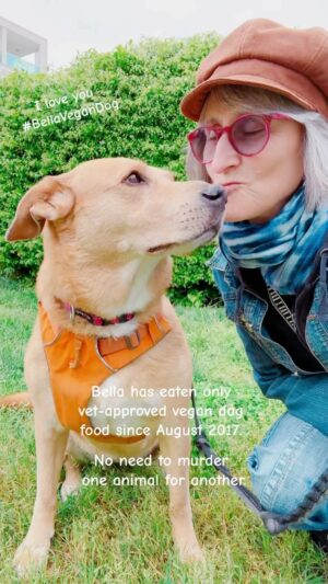 That Vegan Teacher Instagram - #bellavegandog #bella #vegan #vegandogs #vgrrr