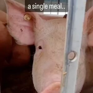 That Vegan Teacher Instagram - I compose little original songs to accompany sad videos. It’s my way of connecting to the victims and trying to help them. Please share these videos with anyone who might benefit from seeing the faces of the victims they are eating.
