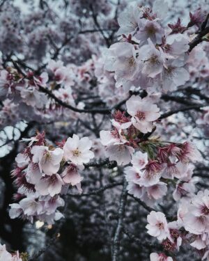 Thiti Srinuan Instagram - ก่ อ น ซ า กุ ร ะ จ ะ ร่ ว ง โ ร ย 🌸

ญี่ปุ่น DAY 7 🇯🇵