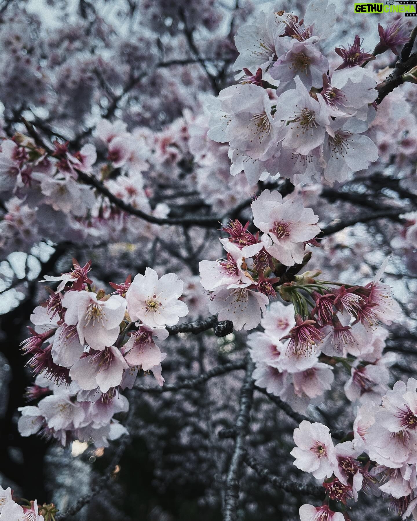 Thiti Srinuan - 8.9K Likes - ก่ อ น ซ า กุ ร ะ จ ะ ร่ ว ง โ ร ย 🌸
ญี่ปุ่น DAY 7 🇯🇵