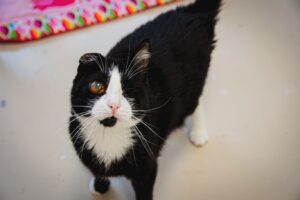 Thomas Dutronc Instagram - « UN DON DE 12€ POUR LES 12 ANS »Voici Smoothie, Lo’ak, Pégase, Akela et Gotham, il y en a d’autres, des chats avec de graves soucis de santé, de naissance ou non. Alysson et ses amis s’occupent d’eux pour qu’ils reçoivent plein d’amour et de soins dans leurs vies ou même pour les accompagner en fin de vie… C’est l’anniversaire de @associationhandicats qui a 12 ans aujourd’hui, on compte sur vous et votre amour des félins ! https://www.paypal.com/cgi-bin/webscr?cmd=_s-xclick&hosted_button_id=TKWMJ45JNR3XQ