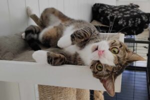 Thomas Dutronc Instagram - « UN DON DE 12€ POUR LES 12 ANS »Voici Smoothie, Lo’ak, Pégase, Akela et Gotham, il y en a d’autres, des chats avec de graves soucis de santé, de naissance ou non. Alysson et ses amis s’occupent d’eux pour qu’ils reçoivent plein d’amour et de soins dans leurs vies ou même pour les accompagner en fin de vie… C’est l’anniversaire de @associationhandicats qui a 12 ans aujourd’hui, on compte sur vous et votre amour des félins ! https://www.paypal.com/cgi-bin/webscr?cmd=_s-xclick&hosted_button_id=TKWMJ45JNR3XQ