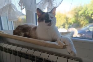 Thomas Dutronc Instagram - « UN DON DE 12€ POUR LES 12 ANS »Voici Smoothie, Lo’ak, Pégase, Akela et Gotham, il y en a d’autres, des chats avec de graves soucis de santé, de naissance ou non. Alysson et ses amis s’occupent d’eux pour qu’ils reçoivent plein d’amour et de soins dans leurs vies ou même pour les accompagner en fin de vie… C’est l’anniversaire de @associationhandicats qui a 12 ans aujourd’hui, on compte sur vous et votre amour des félins ! https://www.paypal.com/cgi-bin/webscr?cmd=_s-xclick&hosted_button_id=TKWMJ45JNR3XQ