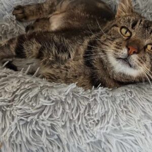 Thomas Dutronc Instagram - « UN DON DE 12€ POUR LES 12 ANS »Voici Smoothie, Lo’ak, Pégase, Akela et Gotham, il y en a d’autres, des chats avec de graves soucis de santé, de naissance ou non. Alysson et ses amis s’occupent d’eux pour qu’ils reçoivent plein d’amour et de soins dans leurs vies ou même pour les accompagner en fin de vie… C’est l’anniversaire de @associationhandicats qui a 12 ans aujourd’hui, on compte sur vous et votre amour des félins ! https://www.paypal.com/cgi-bin/webscr?cmd=_s-xclick&hosted_button_id=TKWMJ45JNR3XQ