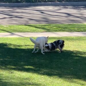 Thomas Ian Griffith Instagram - Arthur sparring. He needs to work on his defense…