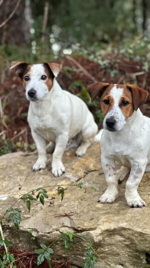 Tiago Aldeia Instagram - Hamlet e Romeu 🐶🐶
.
#bomfimdesemana