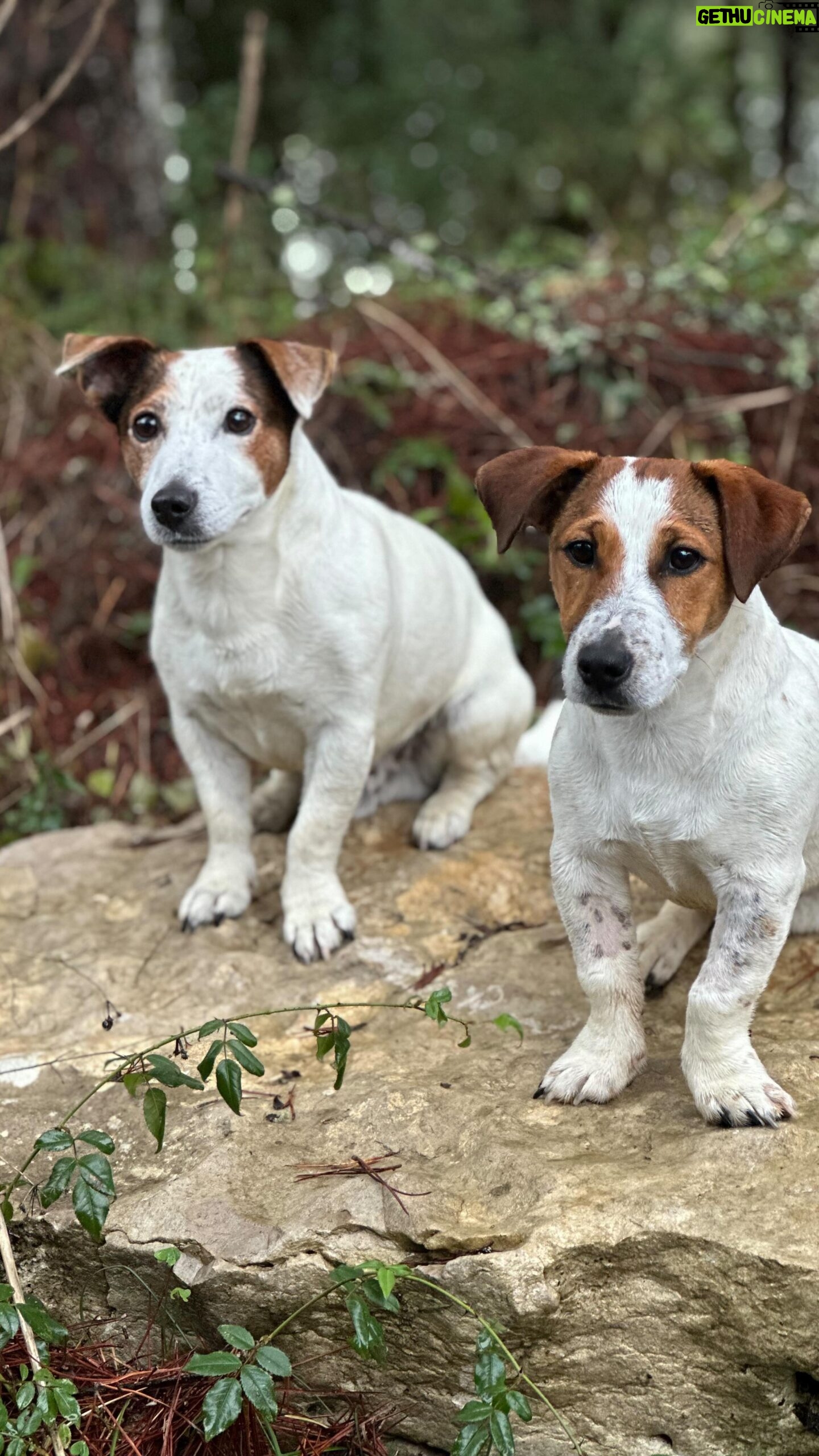 Tiago Aldeia - 1.5K Likes - Hamlet e Romeu 🐶🐶
.
#bomfimdesemana
