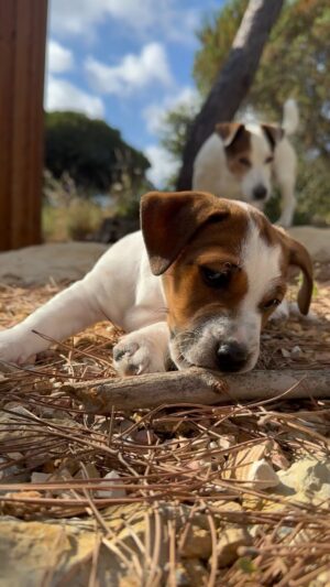 Tiago Aldeia Instagram - O Romeu já fez um ano e já está maior que o Pai (Hamlet)! Tal pai tal filho não? 🐶

#puppy #dogsofinstagram #jackrussell