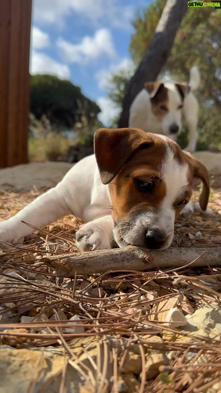 Tiago Aldeia - 1.8K Likes - O Romeu já fez um ano e já está maior que o Pai (Hamlet)! Tal pai tal filho não? 🐶
#puppy #dogsofinstagram #jackrussell