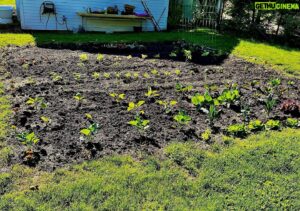Tim Daly Instagram - HUMANS!!! The garden is in!! I like to eat food that I grow. So does my accomplice.