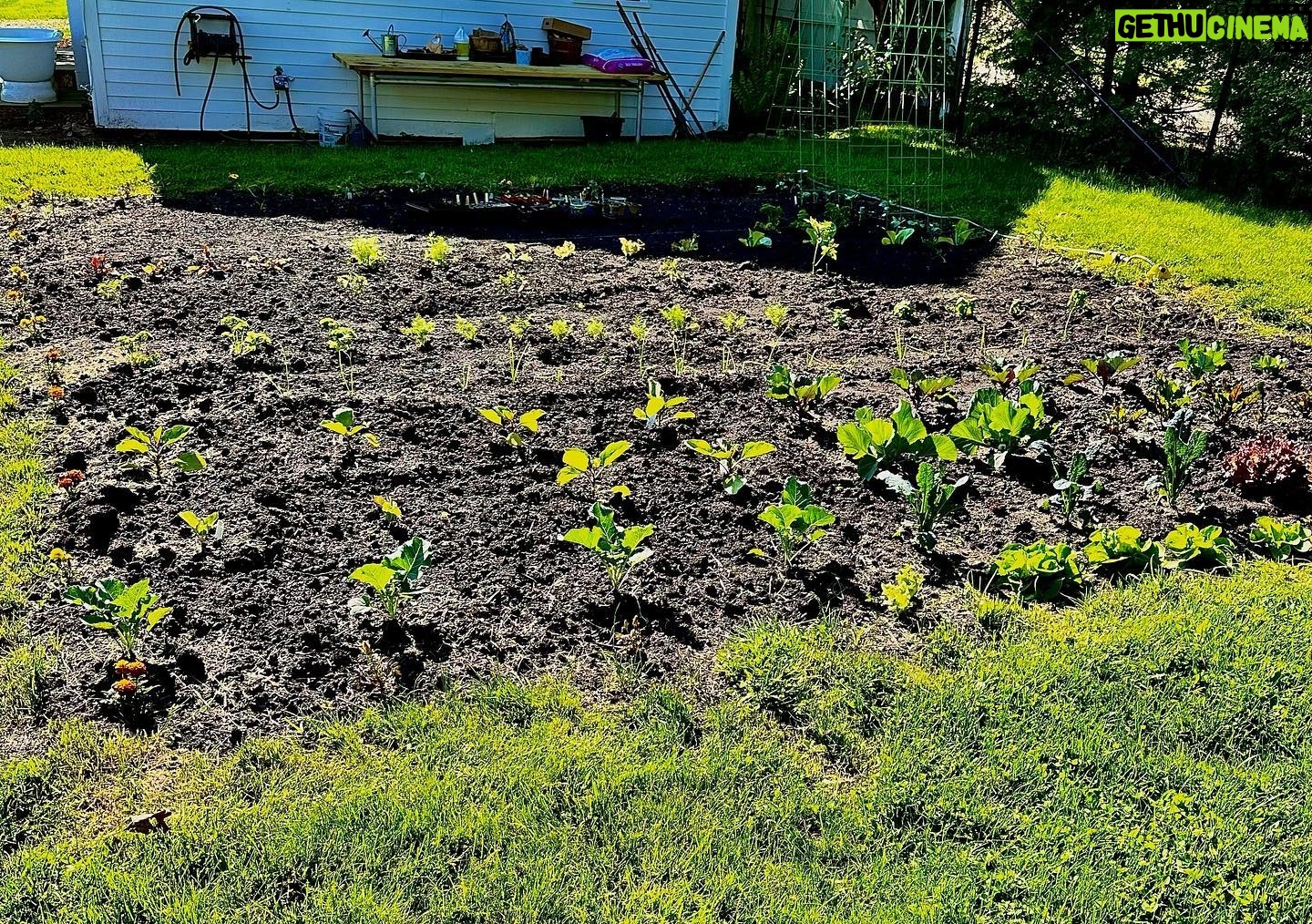 Tim Daly - 1.9K Likes - HUMANS!!! The garden is in!! I like to eat food that I grow. So does my accomplice.