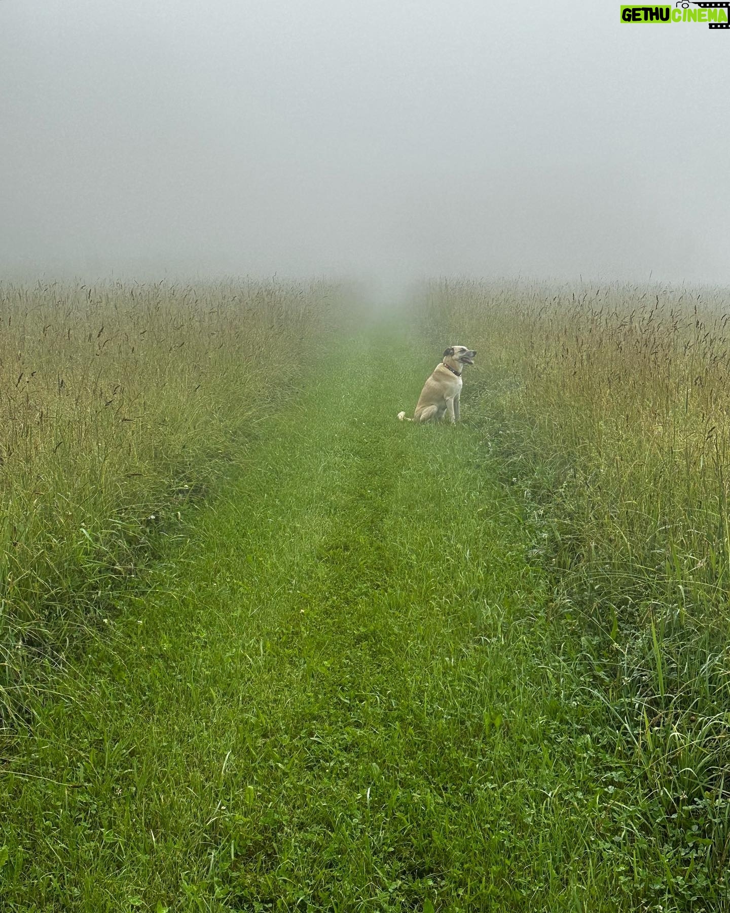 Tim Daly - 1.5K Likes - HUMANS!!! Nothing like a dog in a summer fog 🐾🌱🌫️