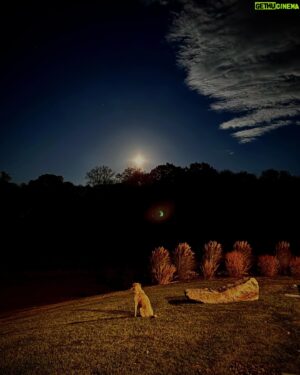 Tim Daly Instagram - HUMANS!!! Good night from me and the pup. Howling at the moon!!