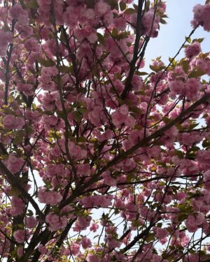 Tjaša Perko Instagram - Spring 🌸 jam.
•
•
•
•
#spring #home #bloom #sport #moments #life #worldplaces #springsummer