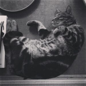 Toby Regbo Instagram - Catscatscats #cats