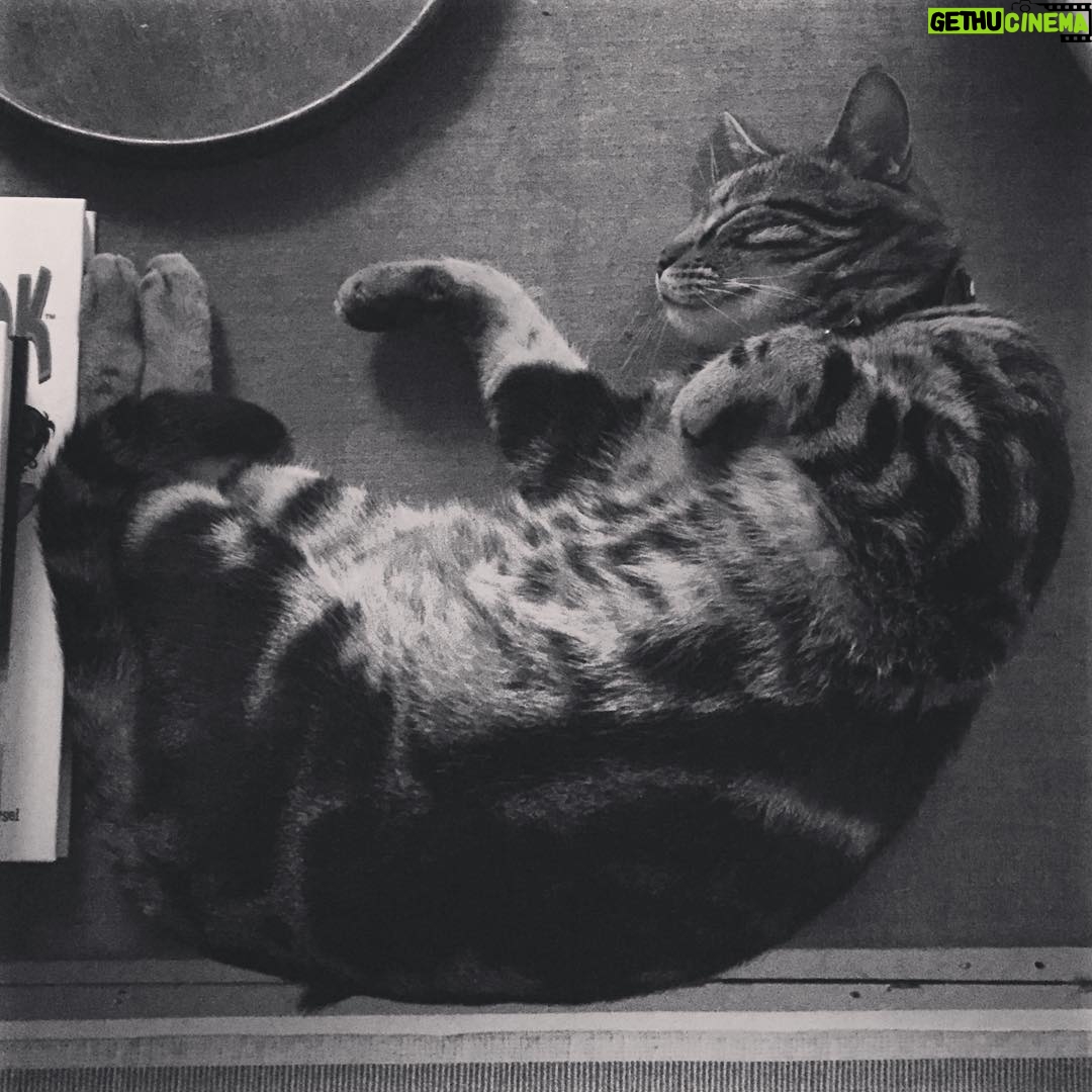Toby Regbo - 31.1K Likes - Catscatscats #cats