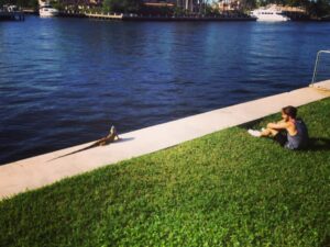 Toby Regbo Instagram - Trying to act causal with this massive iguana.
