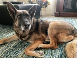 Tom Pelphrey Instagram - I had to say goodbye to my guy. 

I got Blue on Xmas eve, 2018.  Blue had been at a rescue for over a year, and in that time had been adopted and returned at least 3x, fostered and returned at least as many.  He was living in a kennel and “too aggressive” to have a home. 

I knew this was my guy.  Blue and I got to work Day 1…. long walks, training sessions, stability, repetition.  Love.  A lot of love.  He was the most beautiful dog I’ve ever seen.  It was slow going at first… I wasn’t sure if I would be able to have people to my apartment ever again- I didn’t care.  A month after I got him the kind lady who owned the rescue called me to check on Blue.  I told her 
“We have work to do but he’s smart and he’s a great dog”
“So you’re keeping him?”
“Of course I am”
She broke down crying on the phone. 

Blue went everywhere with me.  I stopped flying for work- I drove to every job with Blue.  All over the country and back.  In our years together I often wondered if he even thought we had a “home”- we were constantly on to a new job and a new city.  The only constant was that we were always together.  ALWAYS.  He was my home.  And I was his. 

6 months later he was friends with my friends.  A year later and Blue was almost unrecognizable.  He was always my sweet Blue to me… now he was just more Blue, less Fear.  It’s amazing what some love and stability can accomplish.  Blue was teaching me, and I didn’t really know it yet. 

Two years ago I met Kaley and everything changed.  We had a family!  We settled into a home.  And the fearsome, snarling Blue became the most gentle ‘Shepard’. He came into a family full of small dogs 1/10 of his size, and he was patient and loving with all of them.  He played ball with our baby girl Matilda… he played more gently and softly with her than the most cautious parent.  He saw we were settled, he saw that I had learned the lessons I thought I was teaching him… 

He was by my side the entire time (literally)… protecting me and guiding me into a new, fuller life.  I guess that’s what Shepards do.  I held him at the end. 

I’m heartbroken.  I’m full of gratitude to God for every second with one of His angels. 💙🙏💙🙏💙🙏💙