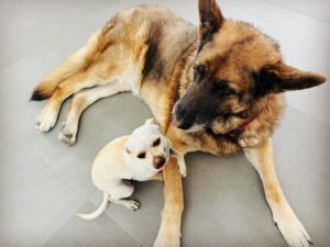 Tom Pelphrey Instagram - I had to say goodbye to my guy. 

I got Blue on Xmas eve, 2018.  Blue had been at a rescue for over a year, and in that time had been adopted and returned at least 3x, fostered and returned at least as many.  He was living in a kennel and “too aggressive” to have a home. 

I knew this was my guy.  Blue and I got to work Day 1…. long walks, training sessions, stability, repetition.  Love.  A lot of love.  He was the most beautiful dog I’ve ever seen.  It was slow going at first… I wasn’t sure if I would be able to have people to my apartment ever again- I didn’t care.  A month after I got him the kind lady who owned the rescue called me to check on Blue.  I told her 
“We have work to do but he’s smart and he’s a great dog”
“So you’re keeping him?”
“Of course I am”
She broke down crying on the phone. 

Blue went everywhere with me.  I stopped flying for work- I drove to every job with Blue.  All over the country and back.  In our years together I often wondered if he even thought we had a “home”- we were constantly on to a new job and a new city.  The only constant was that we were always together.  ALWAYS.  He was my home.  And I was his. 

6 months later he was friends with my friends.  A year later and Blue was almost unrecognizable.  He was always my sweet Blue to me… now he was just more Blue, less Fear.  It’s amazing what some love and stability can accomplish.  Blue was teaching me, and I didn’t really know it yet. 

Two years ago I met Kaley and everything changed.  We had a family!  We settled into a home.  And the fearsome, snarling Blue became the most gentle ‘Shepard’. He came into a family full of small dogs 1/10 of his size, and he was patient and loving with all of them.  He played ball with our baby girl Matilda… he played more gently and softly with her than the most cautious parent.  He saw we were settled, he saw that I had learned the lessons I thought I was teaching him… 

He was by my side the entire time (literally)… protecting me and guiding me into a new, fuller life.  I guess that’s what Shepards do.  I held him at the end. 

I’m heartbroken.  I’m full of gratitude to God for every second with one of His angels. 💙🙏💙🙏💙🙏💙