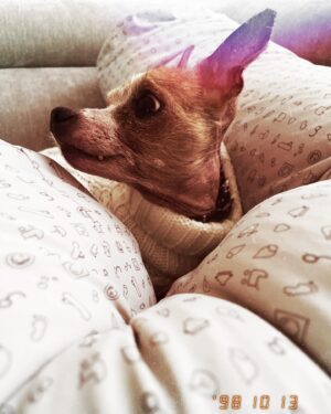Tom Pelphrey Instagram - We had to say goodbye to our little King.  Our sweet boy was the first dog Kaley and I rescued together- he joined us in Atlanta and cuddled Kaley through her entire pregnancy.  Despite being well over 10, it was watching our Dump Truck that taught him how to drink water.  While it can be hard to not have enough time with these older angels, they more than make up for it with their weird, wonderful personalities.  Kingy- I’ll miss sleeping in with you, I’ll miss your eye kisses and your lap plops, I’ll miss the hell out of your whirling tornado drunken master poop style.  We are very lucky to have you in our family, our loaf, our sweet sweet boy.  Thanks for all your love. ♥️♥️♥️🙏🙏🙏♥️♥️♥️ @kaleycuoco
