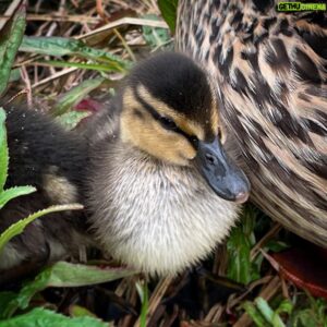 Tom Scott Instagram - Would anyone like a duckling? It’s going cheep.