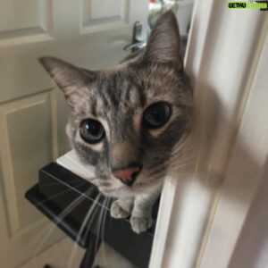 Tom Scott Instagram - His name is Artie and he is very curious.