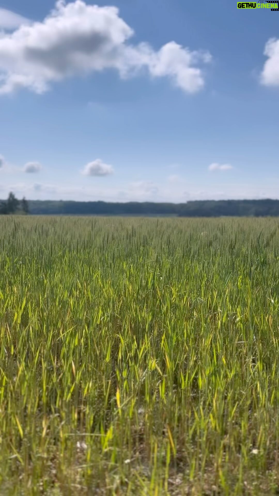 Tomáš Klus - 3 Likes - Štěstí nevypadá jako ohňostroj. Spíš jako děti v obilném poli a pes. Kéž tyhle zdánlivě obyčejné chvíle klidu zažívají všichni bez ohledu na to, kde leží jejich pole a jakou rasu má jejich pes. Slunce svítí na všechny stejně. 🫀🙏🏻🌎☀️
#laskakdetemspojuje #amuzezachranitsvet #soucit #provsechny