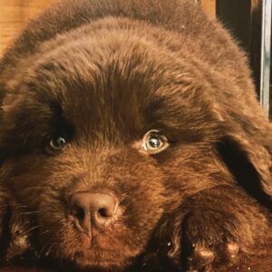 Tommy Flanagan Instagram - Morning 7/3/21 !! 
 this wee fella is hanging wi me now… 
Thank you my beautiful family..♥️♥️
Newfoundlander. #FlanagansArk