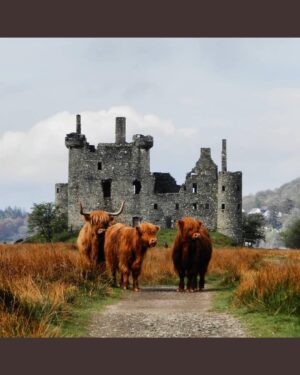 Tommy Flanagan Instagram - Scotland 🏴󠁧󠁢󠁳󠁣󠁴󠁿 didn’t see many coos like this  where I grew up. ‘Happiness ahead’ @zoejgrace