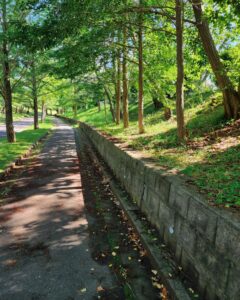 Tomo Visava Thaiyanont Instagram - 🌳🌱🌲