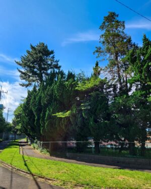 Tomo Visava Thaiyanont Instagram - 🌳🌱🌲