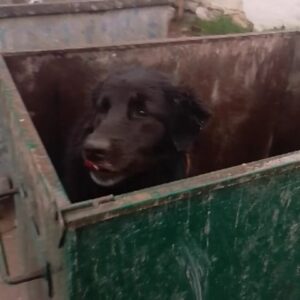 Toprak Sergen Instagram - Kedisi köpeği kuşu ... Sokakta doğada yaşayan bütün hayvanlara acı çektirmek için mi var insan 😠🥺😶