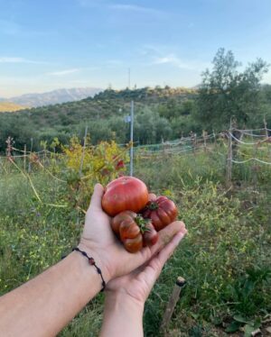 Toprak Sergen Instagram - Hand in hand ❤️♾️ 🍀🍓🫐🥬🫘🍆💜 👩🏻‍🌾🧑🏻‍🌾@topraksergen