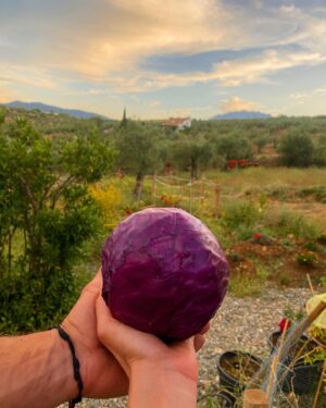 Toprak Sergen Instagram - Hand in hand ❤️♾️ 🍀🍓🫐🥬🫘🍆💜 👩🏻‍🌾🧑🏻‍🌾@topraksergen