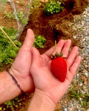 Toprak Sergen Instagram - Hand in hand ❤️♾️ 🍀🍓🫐🥬🫘🍆💜 👩🏻‍🌾🧑🏻‍🌾@topraksergen
