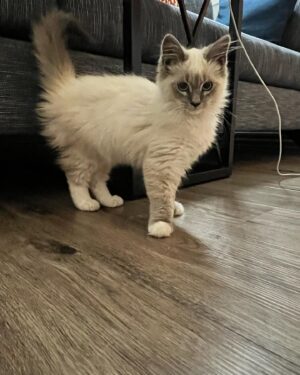 Trae Crowder Instagram - Well we got us a new kitten. My wife “rescued” Gravy here from a tree in Clay County, TN. Though honestly “abducted” feels more accurate.